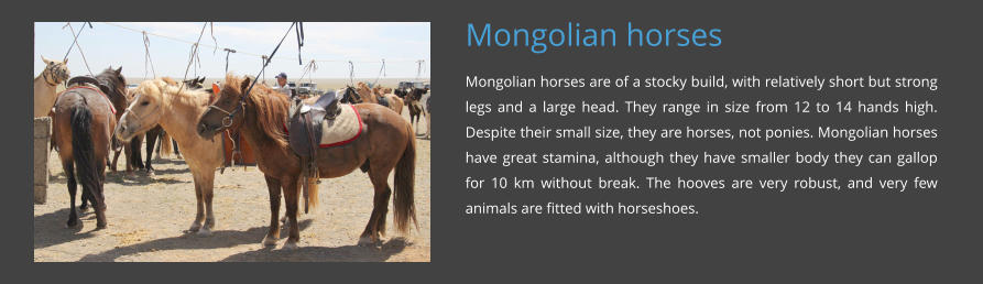 Mongolian horses Mongolian horses are of a stocky build, with relatively short but strong legs and a large head. They range in size from 12 to 14 hands high. Despite their small size, they are horses, not ponies. Mongolian horses have great stamina, although they have smaller body they can gallop for 10 km without break. The hooves are very robust, and very few animals are fitted with horseshoes.