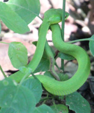 Poisonous green snake